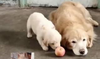 狗狗能不能吃水果
